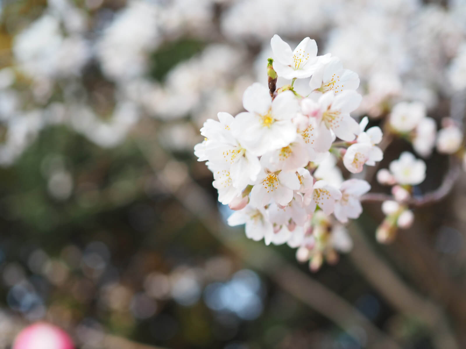 【2018年】華蔵寺公園の桜が開花！見頃はもうすぐ夜桜が待ち遠しい！