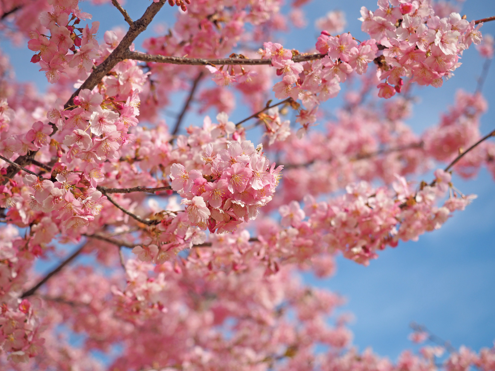 【2020年】いせさき市民の森公園の河津桜がいよいよ見頃！週末お出かけしてみよう！