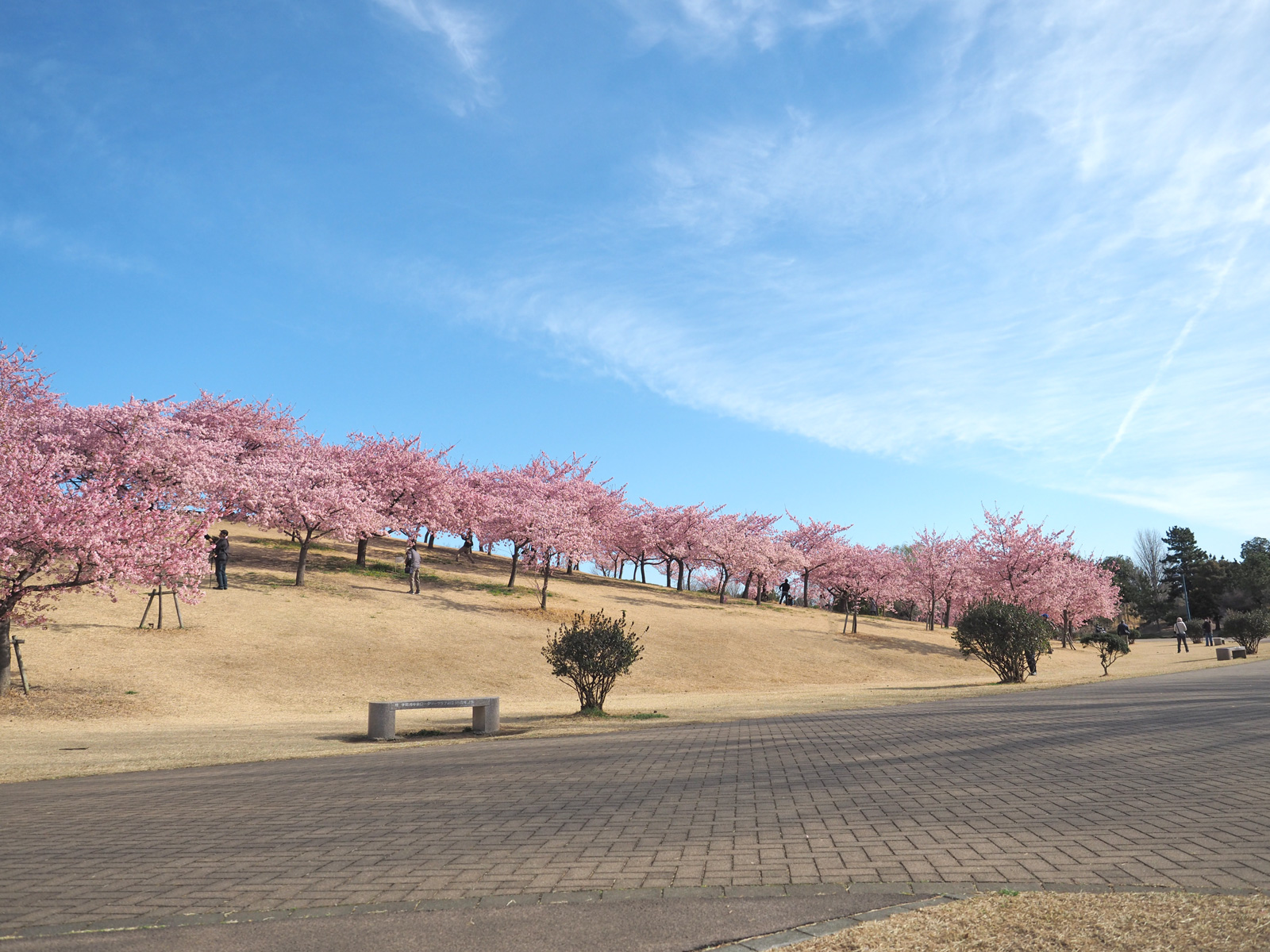 いせさき市民の森の南側に咲く河津桜