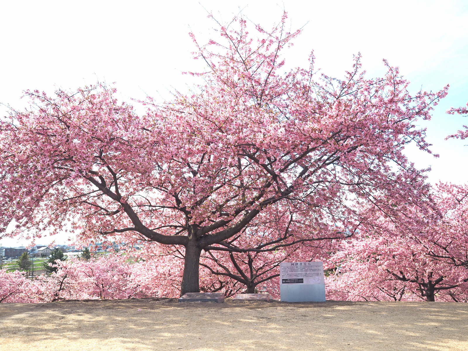 いせさき市民の森の河津桜
